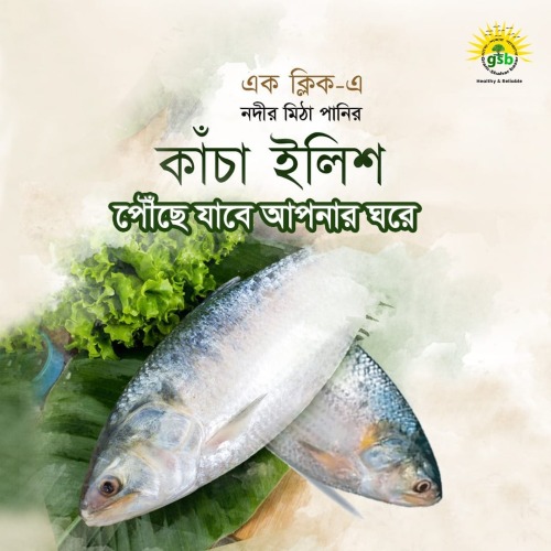 কাঁচা ইলিশ